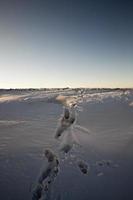 temporada de inverno, campo foto