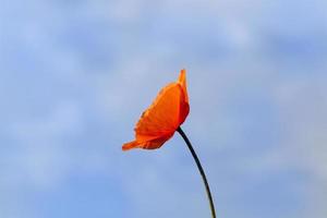 uma flor de papoula vermelha foto