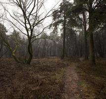 floresta de outono sem árvores foto