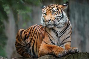 tigre sumatra em log foto