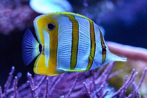 peixe-borboleta de banda de cobre no aquário foto