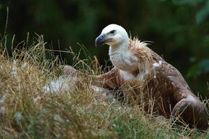 abutre no zoológico foto