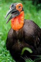 calau à terra no zoológico foto