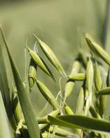 aveia verde, close-up foto