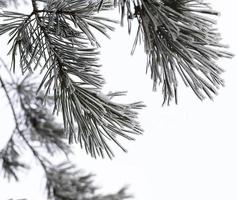 tempo de inverno, árvore foto