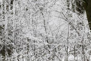 floresta de inverno fotografada foto