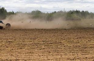 gaivota voadora, campo foto