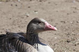 pato sentado, close-up foto