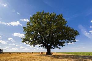 campo de trigo e carvalho em um campo agrícola foto