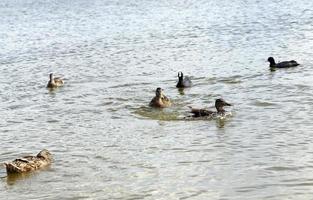 patos selvagens migratórios em lagos europeus foto