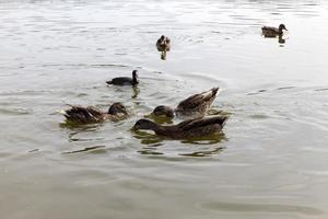 natureza selvagem com patos de aves aquáticas foto