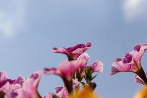 flores cor de rosa no verão foto