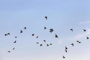um bando de pombos voando no céu azul foto