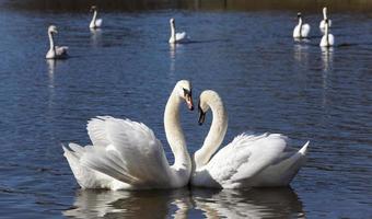 belas aves aquáticas dois pássaros cisne no lago na primavera foto