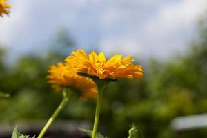 flores alaranjadas amarelas no verão foto