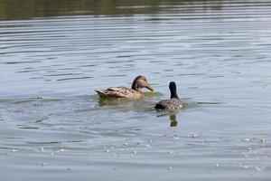 aves selvagens patos em seu habitat natural foto