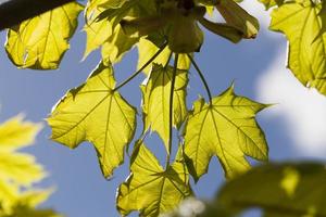 folhagem de bordo, close-up foto