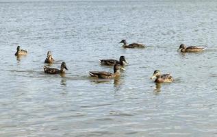 patos selvagens no ambiente natural foto