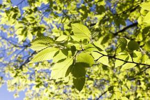 folha verde, close-up foto