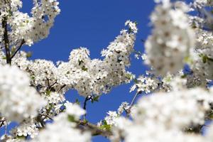 flores de cerejeira branca foto
