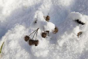 grama e neve no inverno foto