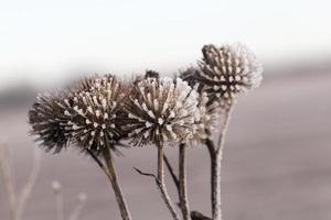 geada branca, close-up foto