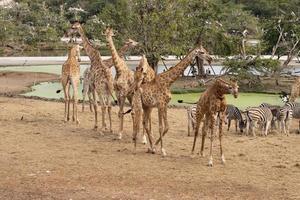 um grupo de girafas e usam seus longos pescoços para alcançar as folhas, pode ser encontrado nas planícies africanas foto