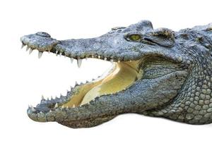 close-up crocodilo com fundo branco isolado de boca aberta foto