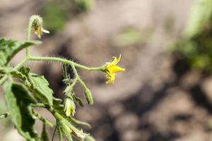 flores de tomate amarelo foto