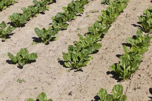 cultivo de beterraba sacarina para a produção foto