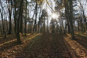 árvores de folha caduca na temporada de outono durante a queda das folhas foto