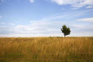 árvore de colina, campo foto