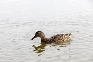 ambiente natural para a vida das aves selvagens, close-up foto