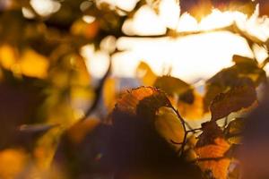 folhagem laranja de árvores na temporada de outono, parte foto