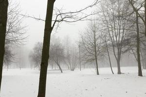 clima de inverno no parque ou floresta e árvores de folha caduca foto