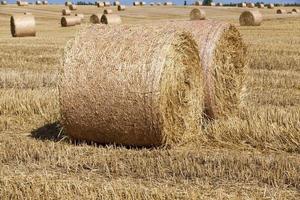 campo agrícola com pilhas de palha de centeio foto