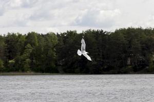 gaivota voando sobre o lago no verão foto