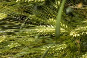 campo de trigo com uma colheita de trigo imaturo foto