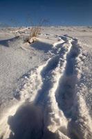 pegadas em montes de neve depois de caminhar foto