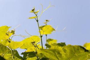 folhas verdes de uvas na primavera foto