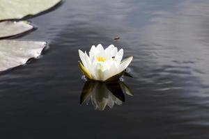 nenúfar branco crescendo em uma área pantanosa foto