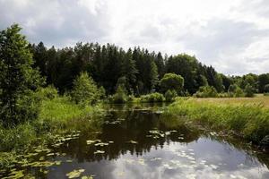 lago com nenúfares em crescimento foto