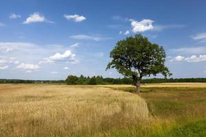 uma árvore crescendo no verão no campo foto