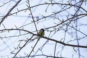 chickadee selvagem no inverno foto