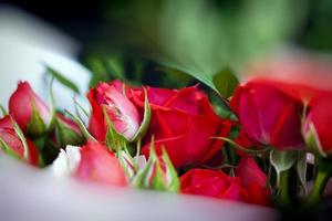 buquê de presente com rosas vermelhas e cravos cor de rosa foto