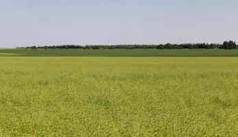 campo agrícola com colza desbotada foto