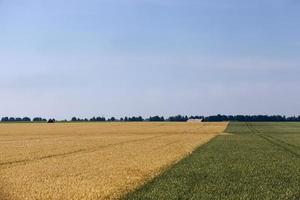 campo agrícola misto com diferentes cereais foto