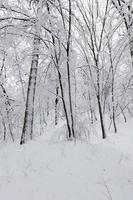 totalmente coberto com árvores de folha caduca de neve no inverno foto