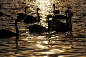 nadando ao amanhecer do sol grupo cisnes foto