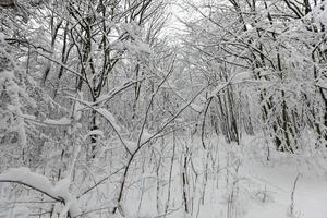 árvores de folha caduca sem folhagem na temporada de inverno foto